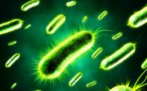 日常生活中，哪些食物含有益生菌？