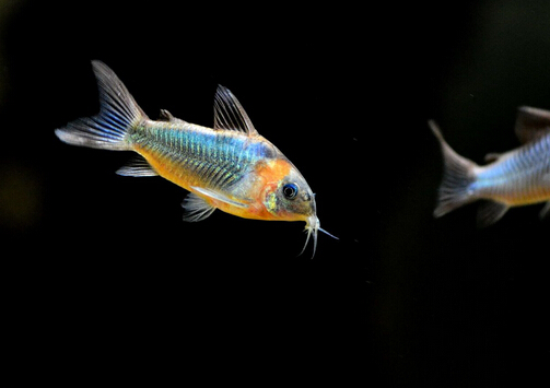 鼠魚的風水學應用-鼠魚的魚缸擺放位置