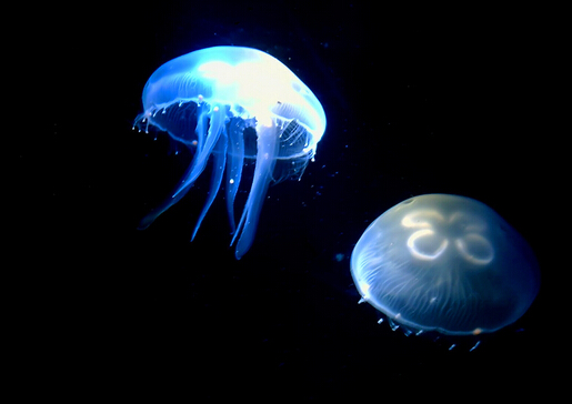 水母怎么養？水母是怎么運動的？