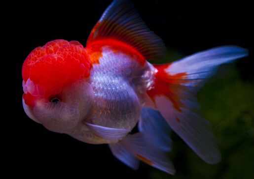 金魚吃什么?金魚吃多了怎么辦?