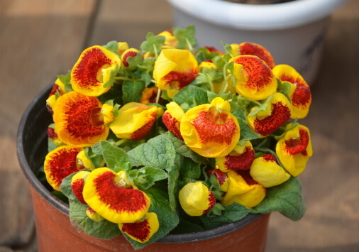 荷包花對環(huán)境的影響-荷包花的風(fēng)水作用