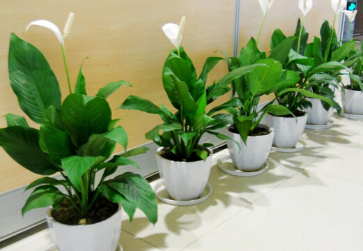 家里有孕婦能養(yǎng)一帆風(fēng)順花嗎？一帆風(fēng)順花有毒嗎？