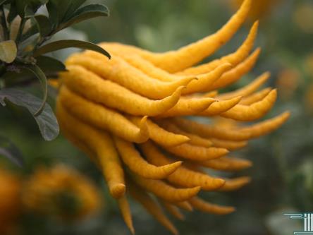 孕婦能吃佛手嗎？孕婦吃佛手有什么好處