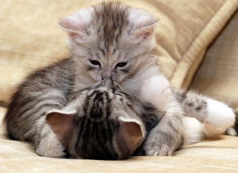 么么噠是什么意思?網(wǎng)絡用語么么噠的意思