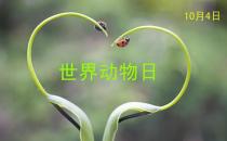 世界動物日是幾月幾日？公歷10月4日是什么節日