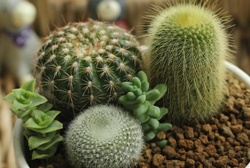 仙人球/仙人掌防輻射嗎?電腦族工作者如何防輻射