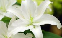 四大寶貝助你趕走秋燥 讓你健康養生