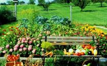 卵巢癌患者應多吃什么蔬菜？