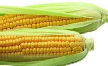 玉米為什么能防癌？玉米的五大營養(yǎng)價值