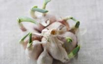 大蒜發芽了還有用嗎？發芽大蒜的獨特功效