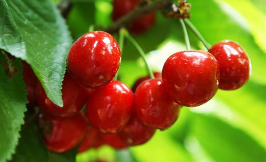 吃櫻桃有什么好處？吃櫻桃別過(guò)量