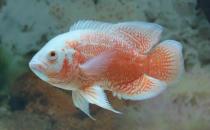 如何挑選好的地圖魚(yú) 有什么方法技巧？