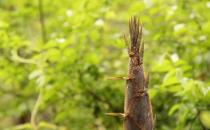 春筍有什么營養價值？吃春筍需要注意什么？