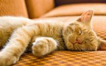 美國卷耳貓感染貓瘟應該如何治療