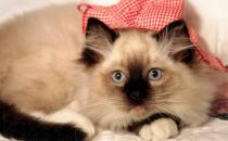 飼養(yǎng)貓咪需要注意正確習(xí)性的培養(yǎng)