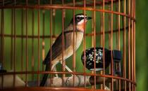 籠養鳥應注意哪些洗浴方法