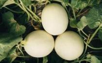 什么瓜類是孕婦可以吃的？