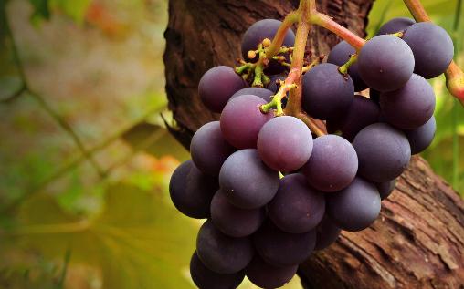 準媽媽吃葡萄到底是好還是壞？