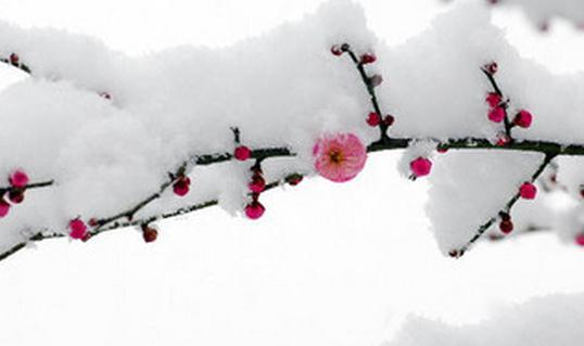 已經(jīng)立冬了，祝你冬天快樂