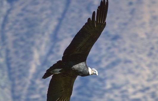 安第斯神鷹的象征