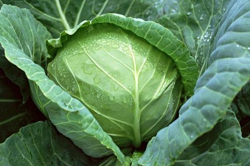 為什么會得健忘癥?增強記憶力的食物有哪些?