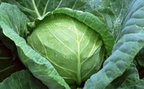 為什么會得健忘癥？增強記憶力的食物有哪些？