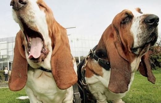 有什么可以治療口臭的小偏方?