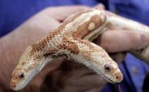 ?雙頭蛇驚現南京，經常自己互相廝咬