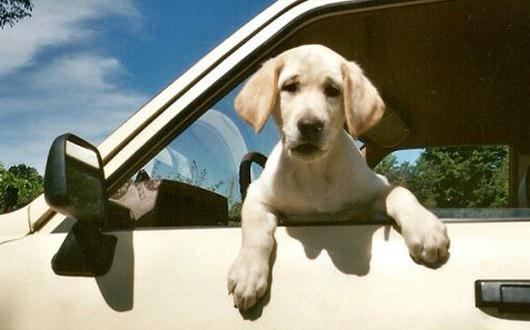 暈車的癥狀和表現(xiàn)-暈車怎么治療?