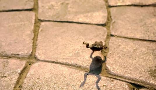 蛙跳的動作要領(lǐng)-蛙跳的好處