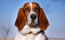 巴吉度犬如何喂養？巴吉度犬是什么？