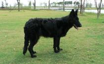 比利時(shí)牧羊犬的簡(jiǎn)介-比利時(shí)牧羊犬喂養(yǎng)