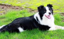 邊境牧羊犬怎樣訓(xùn)練？邊境牧羊犬多少錢？