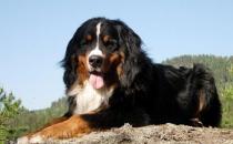 伯恩山犬如何喂養(yǎng)？伯恩山犬怎樣訓(xùn)練？