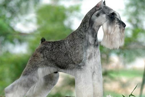雪納瑞多少錢一條？雪納瑞怎么喂？