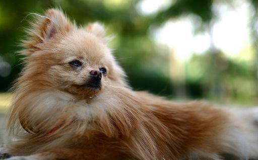 狐貍?cè)嗌馘X一條？狐貍?cè)趺次桂B(yǎng)？