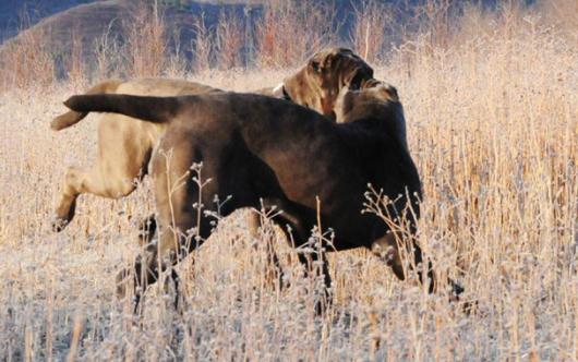 紐波利頓獒犬的簡介-紐波利頓獒犬怎么養?