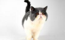 巴厘貓是怎樣的？巴厘貓的生活習性