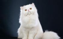 波斯貓的生活習性-波斯貓怎么養？