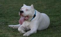 杜高犬多少錢一條？杜高犬如何喂養？