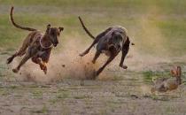 格力犬多少錢能買到？格力犬如何喂養？