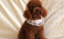 貴賓犬性格溫和嗎？貴賓犬怎么養(yǎng)？