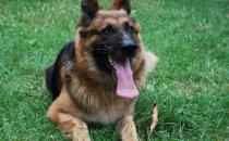 黑貝怎么訓練？黑貝多少錢一條？