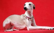 惠比特犬是什么？惠比特犬怎么養？