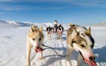 羅威納犬多少錢一只？羅威納犬如何喂養？