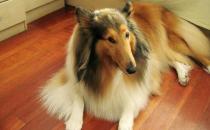 蘇牧是什么狗？蘇牧好養(yǎng)嗎？