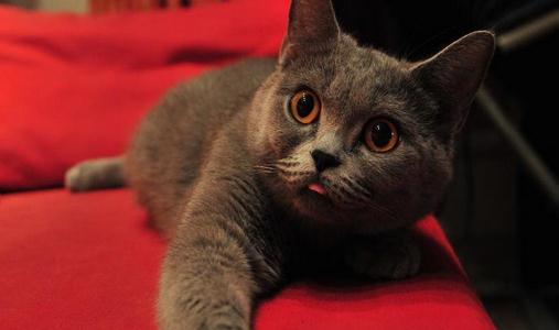 英國短毛貓的簡介-英國短毛貓怎么養？