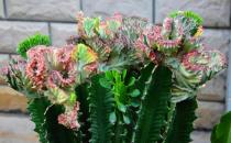 龍骨柱的養殖方法-龍骨柱是什么？