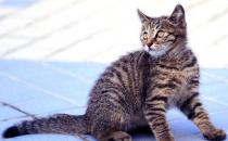 貍花貓多少錢一只？貍花貓的簡介