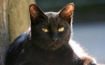 孟買貓是什么？孟買貓多少錢一只？